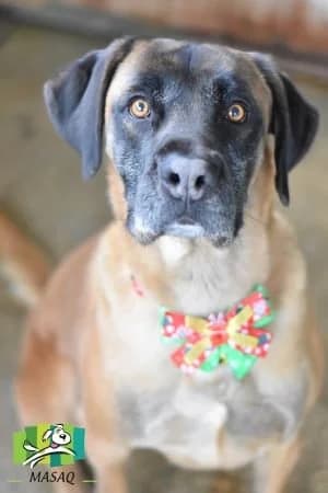 Lingo, male senior Mixed Breed for adoption at Refuge de Figeac (MASAQ)