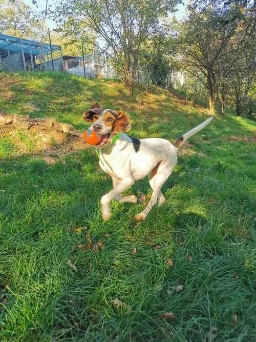NOUSHKA, female senior Mixed Breed for adoption at Refuge de Figeac (MASAQ)