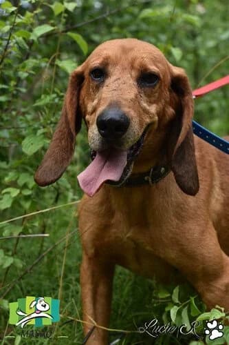Oldo, male senior Mixed Breed for adoption at Refuge de Figeac (MASAQ)