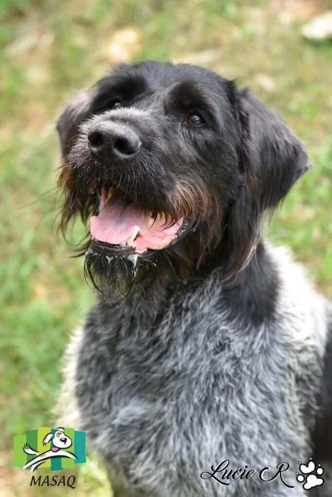 Ovid, male senior Mixed Breed for adoption at Refuge de Figeac (MASAQ)