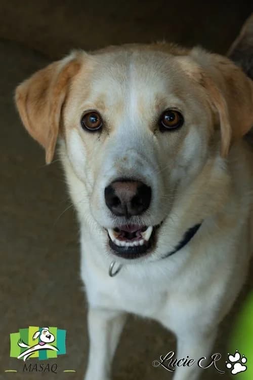 Radko, male 6yo Mixed Breed for adoption at Refuge de Figeac (MASAQ)