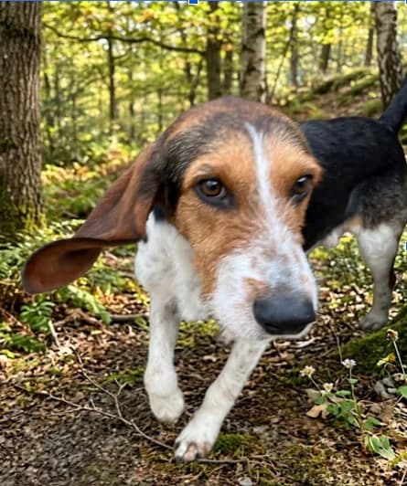 smarties, male 5yo Mixed Breed for adoption at Refuge de Figeac (MASAQ)