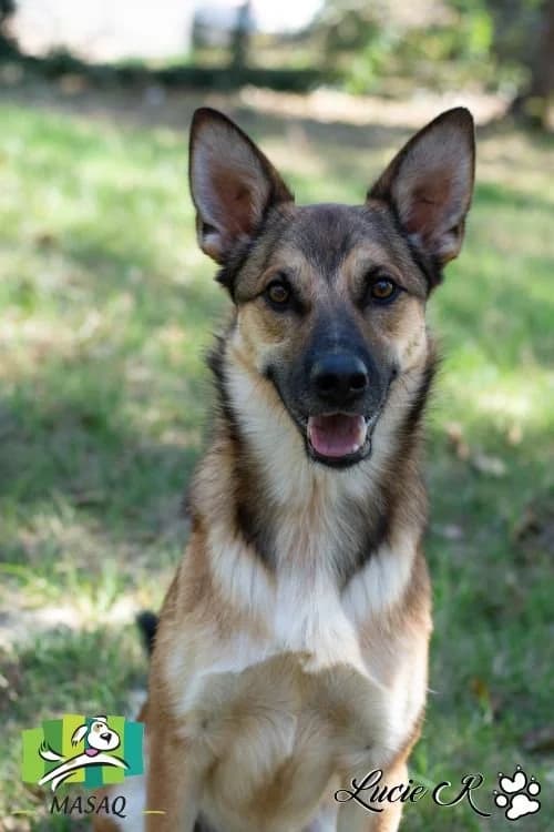 Uki, male 3yo Mixed Breed for adoption at Refuge de Figeac (MASAQ)