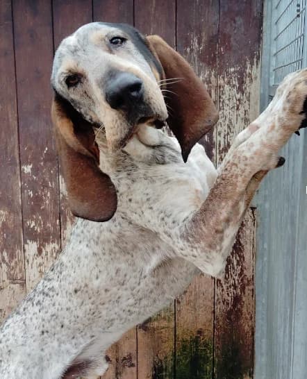 vasco, male young Mixed Breed for adoption at Refuge de Figeac (MASAQ)