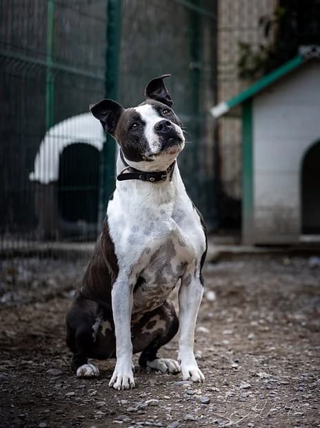 REYKA, female 6yo mixed breed for adoption at Refuge de Digne (Amis Dignois des Animaux)