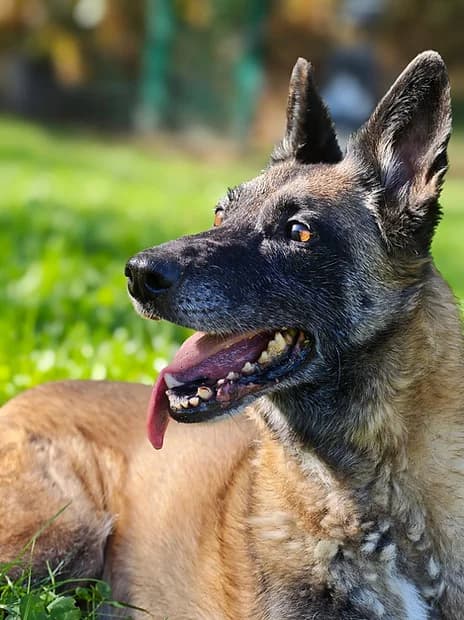 LIDZY, female senior Mixed Breed for adoption at Refuge de Digne (Amis Dignois des Animaux)