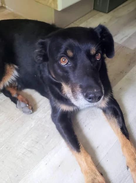 ETON, male senior Mixed Breed for adoption at Refuge de Digne (Amis Dignois des Animaux)