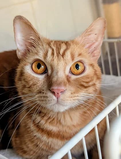 LINDT, male Mixed Breed for adoption at Refuge de Digne (Amis Dignois des Animaux)