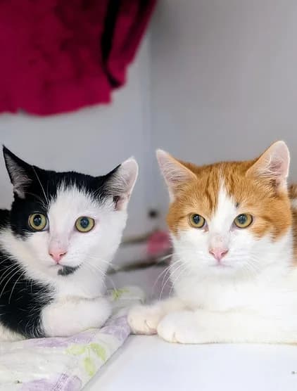 FLANBY ET MILKA, male Mixed Breed for adoption at Refuge de Digne (Amis Dignois des Animaux)