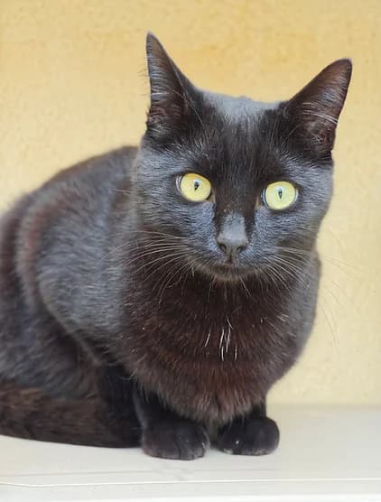 TOUCAN, young Mixed Breed for adoption at Refuge de Digne (Amis Dignois des Animaux)