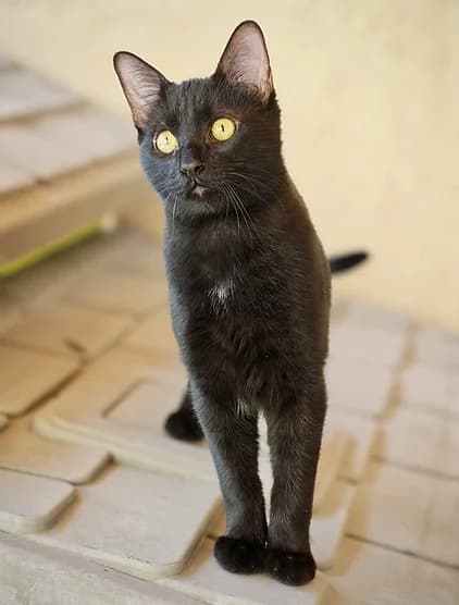 RONALDO, puppy Mixed Breed for adoption at Refuge de Digne (Amis Dignois des Animaux)