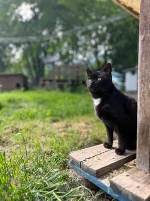 Avalone, Mixed Breed for adoption at Refuge Droit de Vivre