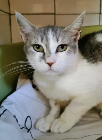 Biscotte, Mixed Breed for adoption at Refuge Droit de Vivre