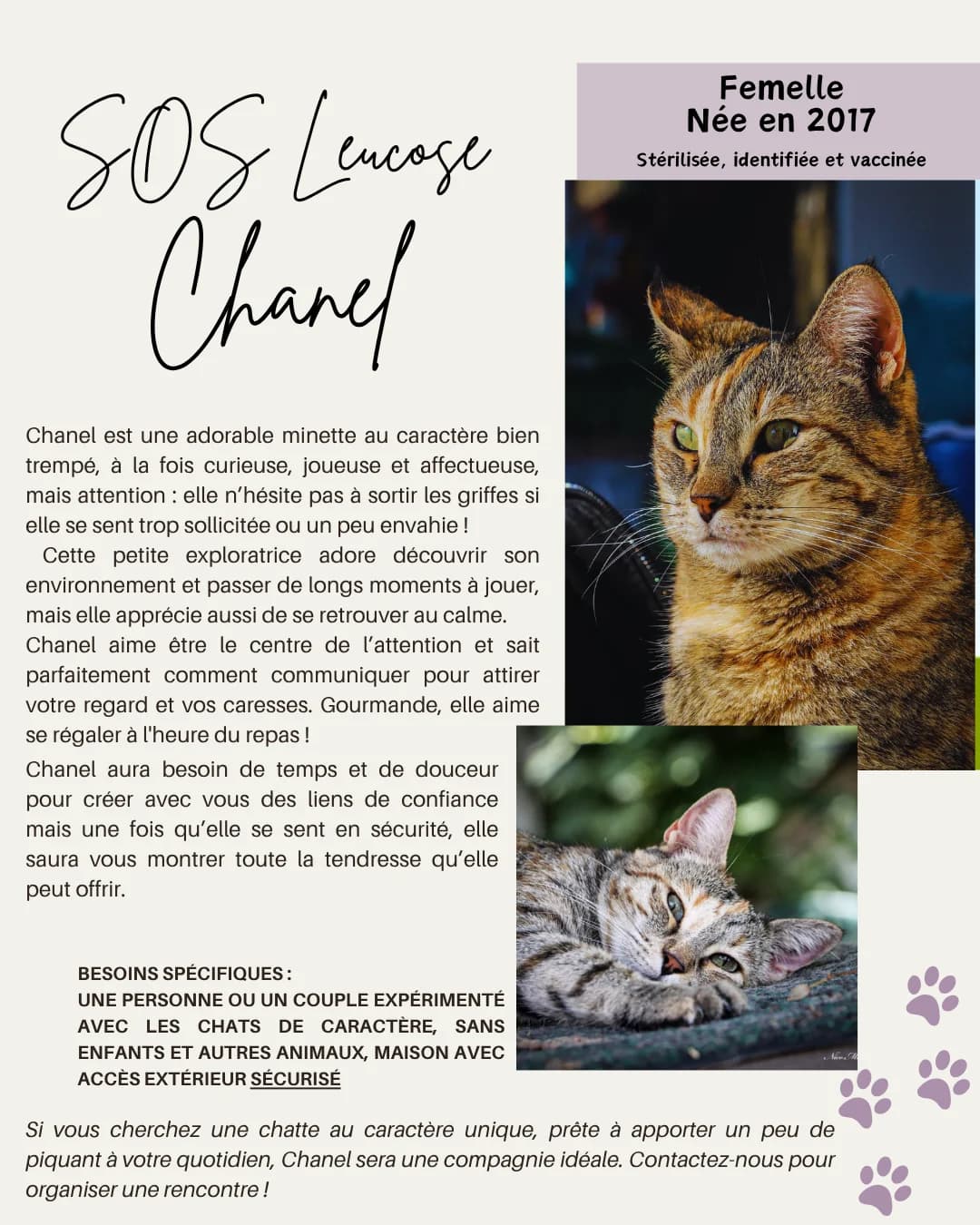 Chanel SOS, Mixed Breed for adoption at Refuge Droit de Vivre