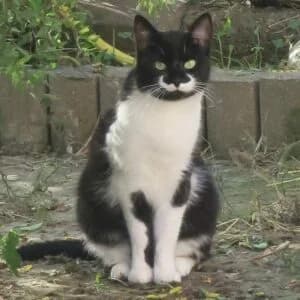 Daisy, Mixed Breed for adoption at Refuge Droit de Vivre