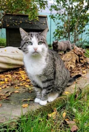 Deva, Mixed Breed for adoption at Refuge Droit de Vivre