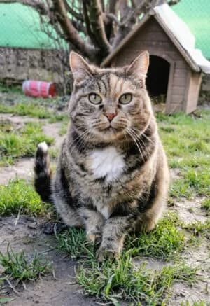 Grisette, Mixed Breed for adoption at Refuge Droit de Vivre