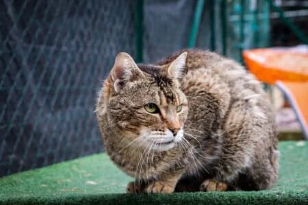 Hope, Mixed Breed for adoption at Refuge Droit de Vivre
