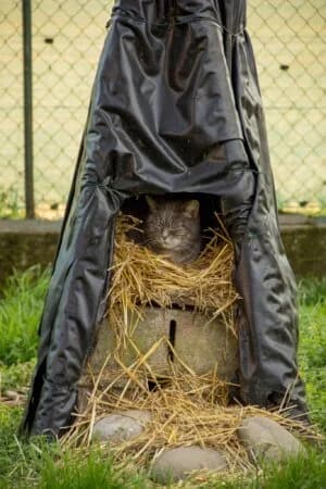 Lilou, Mixed Breed for adoption at Refuge Droit de Vivre