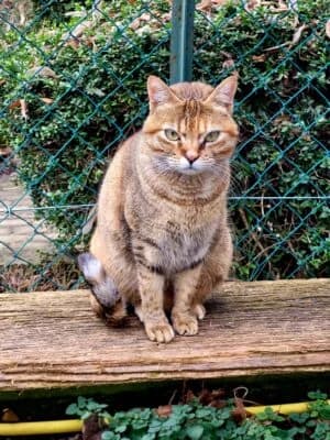 Liya, Mixed Breed for adoption at Refuge Droit de Vivre