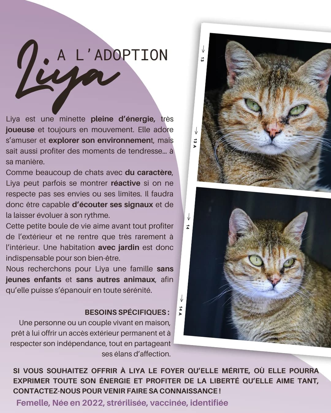 Liya, Mixed Breed for adoption at Refuge Droit de Vivre