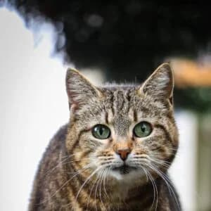 Mamy, Mixed Breed for adoption at Refuge Droit de Vivre