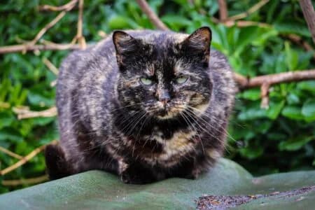 Natacha, Mixed Breed for adoption at Refuge Droit de Vivre