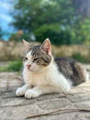 Néo, Mixed Breed for adoption at Refuge Droit de Vivre