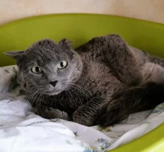 Nini, Mixed Breed for adoption at Refuge Droit de Vivre