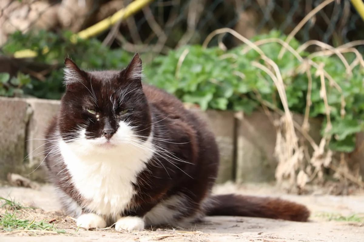 Noireau, Mixed Breed for adoption at Refuge Droit de Vivre