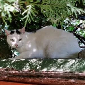 Opie, Mixed Breed for adoption at Refuge Droit de Vivre