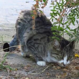 Oriane, Mixed Breed for adoption at Refuge Droit de Vivre