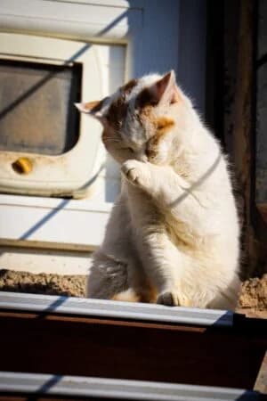 Osaka, Mixed Breed for adoption at Refuge Droit de Vivre