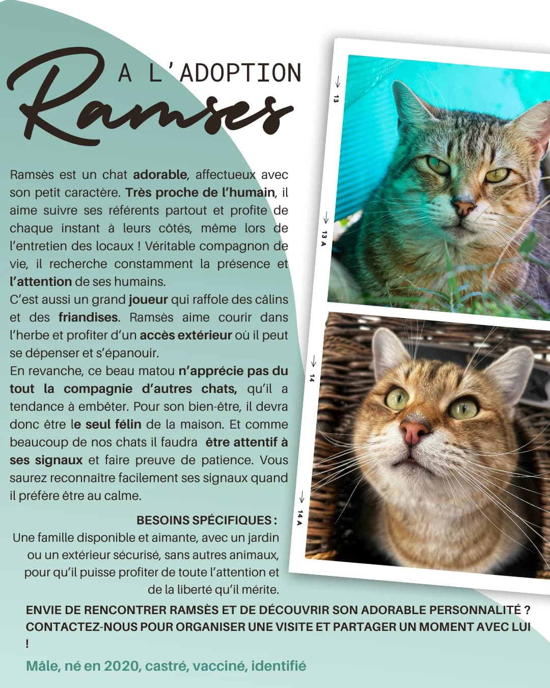 Ramsès, Mixed Breed for adoption at Refuge Droit de Vivre