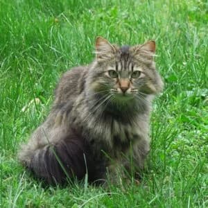 Sky, Mixed Breed for adoption at Refuge Droit de Vivre