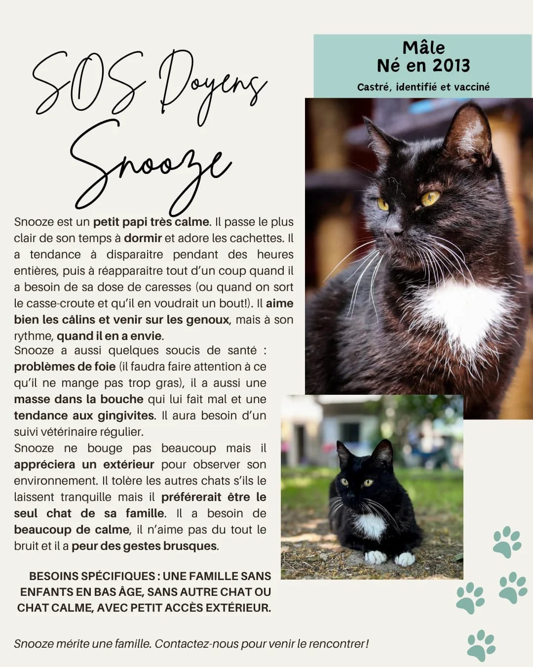 Snooze, young Mixed Breed for adoption at Refuge Droit de Vivre