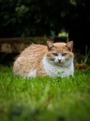 Valentina, Mixed Breed for adoption at Refuge Droit de Vivre