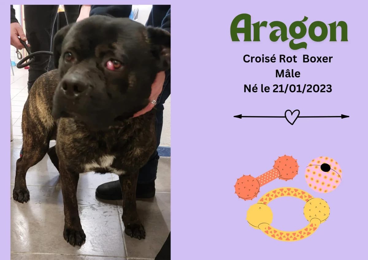 Aragon, male 3yo Rottweiler for adoption at Refuge Edile Lacroix de Maubeuge, refuge edile lacroix
