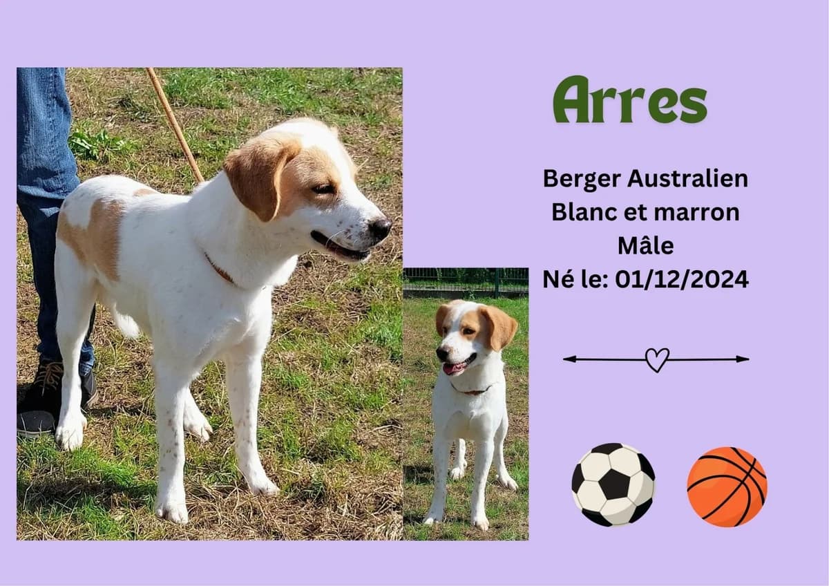 Arres, male young Australian Shepherd for adoption at Refuge Edile Lacroix de Maubeuge, refuge edile lacroix