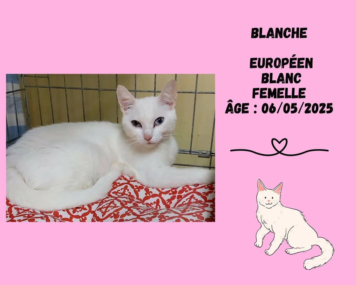 Blanche, female young Belgian Malinois for adoption at Refuge Edile Lacroix de Maubeuge, refuge edile lacroix