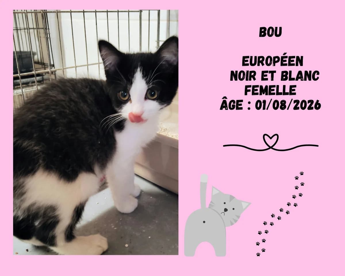 Bou, female puppy European Shorthair for adoption at Refuge Edile Lacroix de Maubeuge, refuge edile lacroix