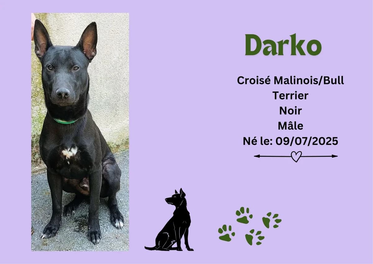 Darko, male young Belgian Malinois for adoption at Refuge Edile Lacroix de Maubeuge, refuge edile lacroix