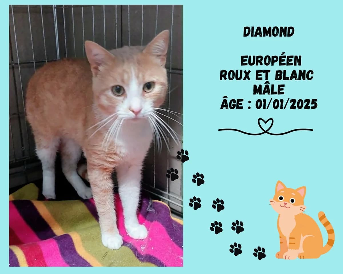 Diamond, male young European Shorthair for adoption at Refuge Edile Lacroix de Maubeuge, refuge edile lacroix
