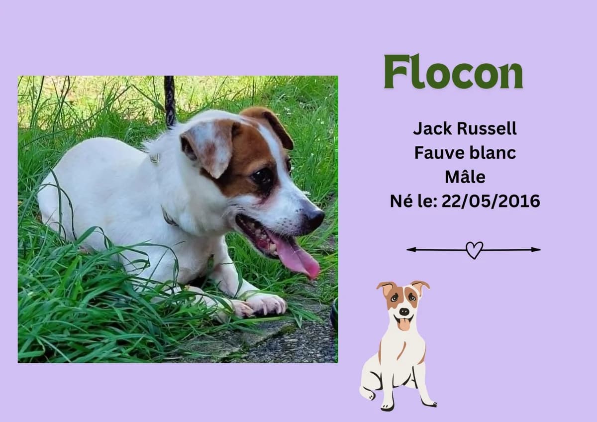 Flocon, male senior Jack Russell Terrier for adoption at Refuge Edile Lacroix de Maubeuge, refuge edile lacroix