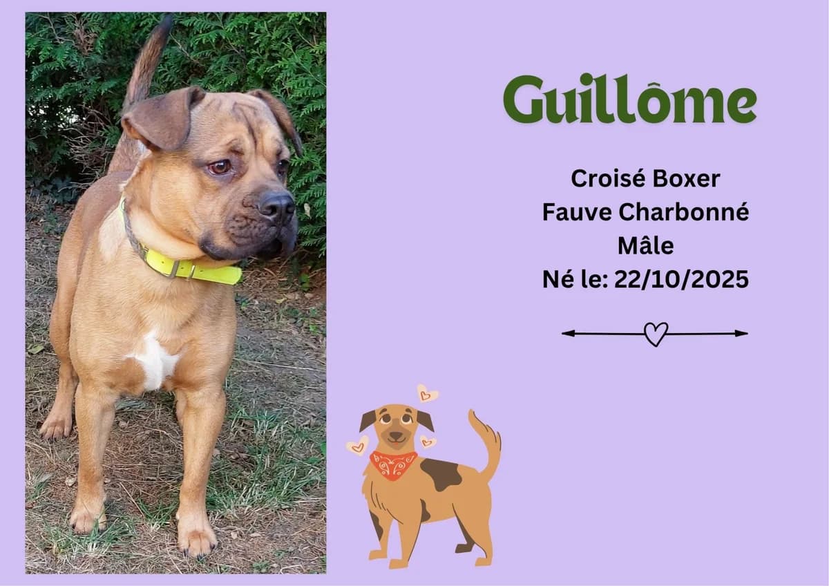 Guillôme, male puppy Mixed Breed for adoption at Refuge Edile Lacroix de Maubeuge, refuge edile lacroix