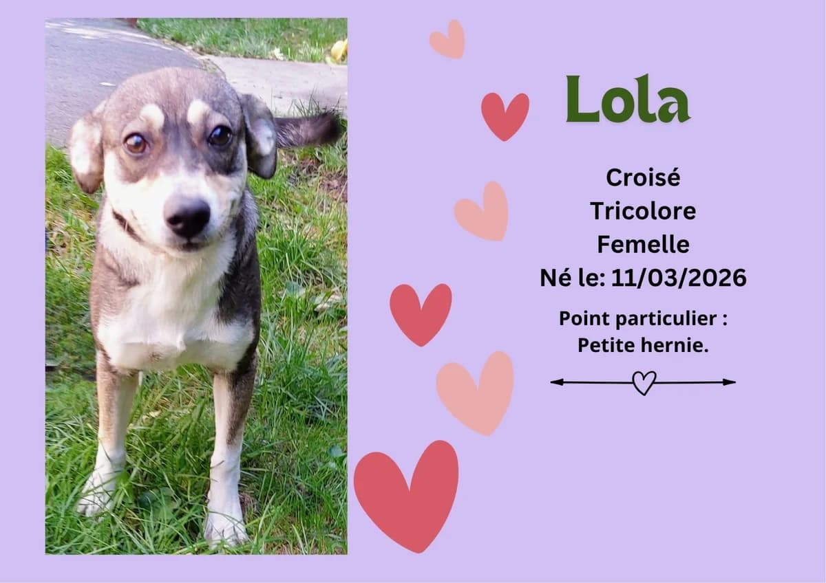 Lola, female puppy mixed breed for adoption at Refuge Edile Lacroix de Maubeuge, refuge edile lacroix