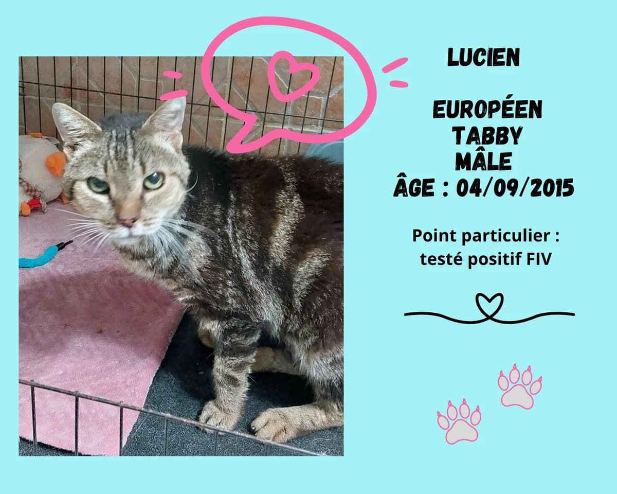 Lucien, male senior European Shorthair for adoption at Refuge Edile Lacroix de Maubeuge, refuge edile lacroix