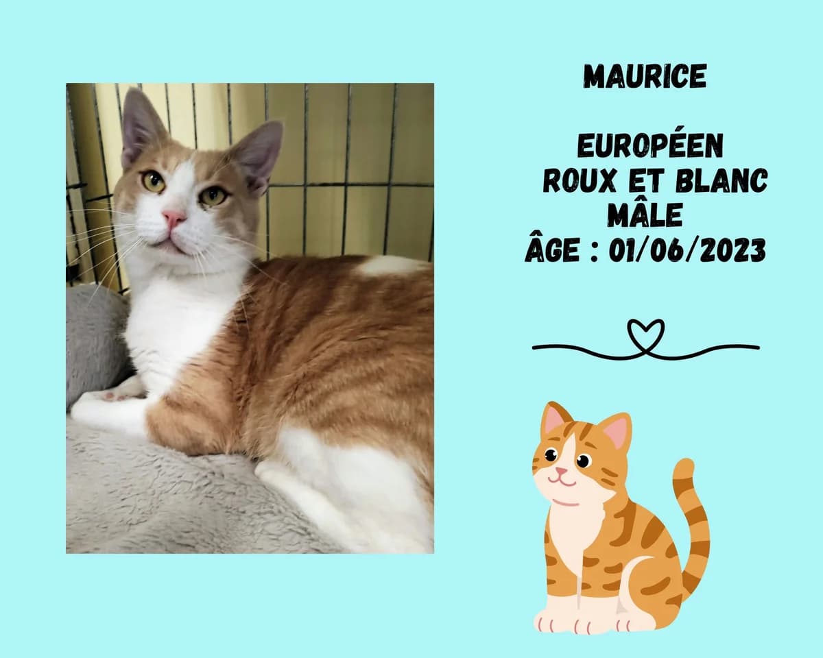 Maurice, male 3yo European Shorthair for adoption at Refuge Edile Lacroix de Maubeuge, refuge edile lacroix
