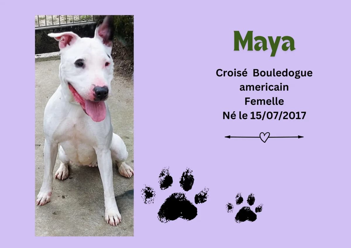 Maya, female senior French Bulldog for adoption at Refuge Edile Lacroix de Maubeuge, refuge edile lacroix