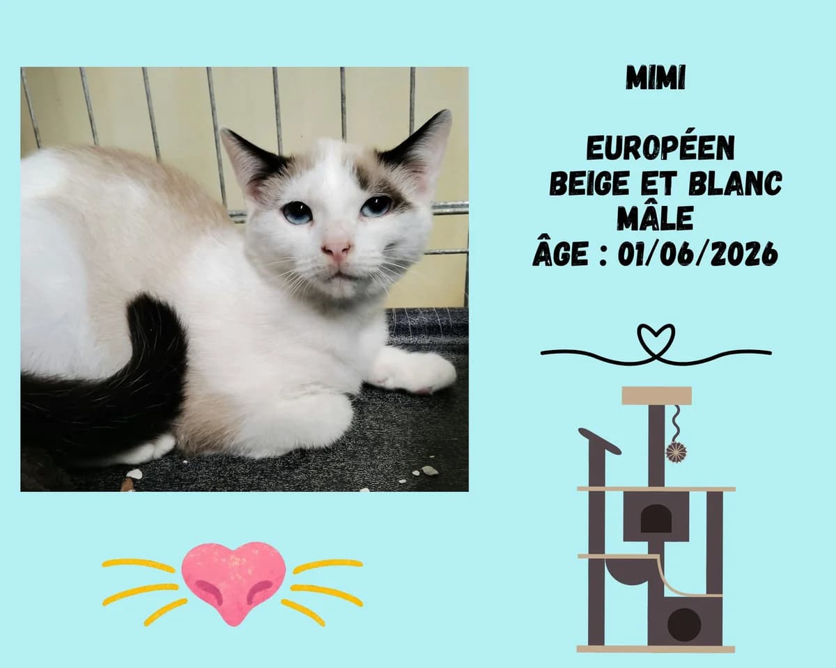 Mimi, male puppy European Shorthair for adoption at Refuge Edile Lacroix de Maubeuge, refuge edile lacroix